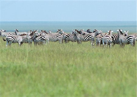 eco system - Africa, Tanzania, herd of Plains Zebras (Equus quagga) in grassland, Tanzania, Africa Stock Photo - Premium Royalty-Free, Code: 695-03381439