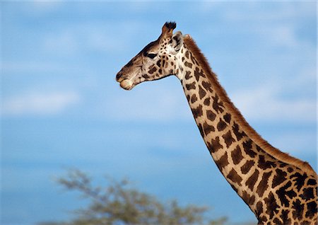 fellmuster - Masai-Giraffe (Giraffa Camelopardalis Tippelskirchi), close-up an Kopf und Hals Stockbilder - Premium RF Lizenzfrei, Bildnummer: 695-03381431