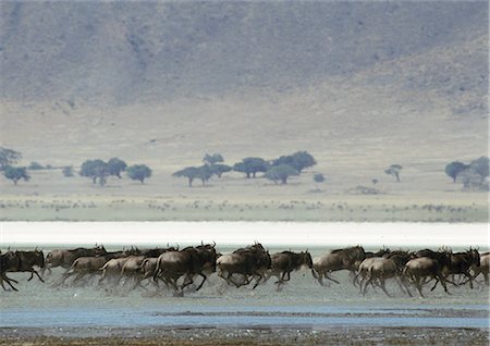 simsearch:841-08421398,k - Africa, Tanzania, herd of Blue Wildebeests (Connochaetes taurinus) running across muddy savannah Foto de stock - Sin royalties Premium, Código: 695-03381443