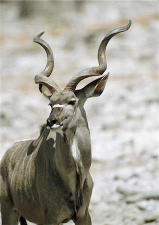 Grand koudou (Tragelaphus strepsiceros), gros plan Photographie de stock - Premium Libres de Droits, Code: 695-03381456