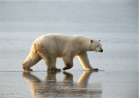 plaine de boue - Ours polaire (Ursus maritimus) marchant sur la vasière, Canada Photographie de stock - Premium Libres de Droits, Code: 695-03381451