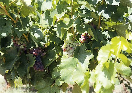 simsearch:632-02690346,k - Grapes growing on vine Stock Photo - Premium Royalty-Free, Code: 695-03381489