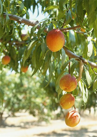 peach farm - Peaches hanging from branches, orchard in background Stock Photo - Premium Royalty-Free, Code: 695-03381512