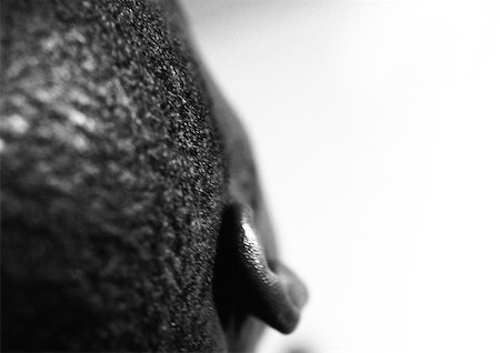 simsearch:632-01137424,k - Man's ear, close up, view from behind, black and white. Stock Photo - Premium Royalty-Free, Code: 695-03382401