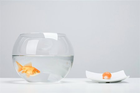 Goldfish in bowl beside single piece of salmon nigiri sushi Foto de stock - Royalty Free Premium, Número: 695-03390142