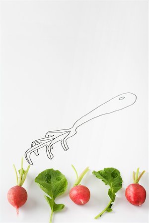 rastrellino - Radishes and arugula lined up below drawing of gardening fork Fotografie stock - Premium Royalty-Free, Codice: 695-03390157