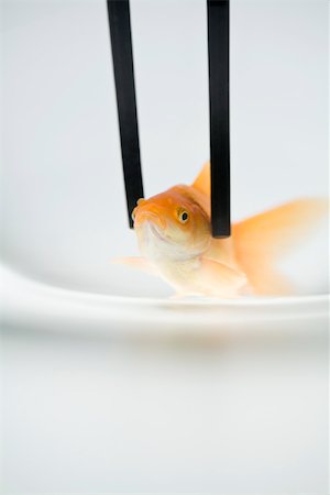 sad fish - Goldfish held with chopsticks, close-up Stock Photo - Premium Royalty-Free, Code: 695-03390150