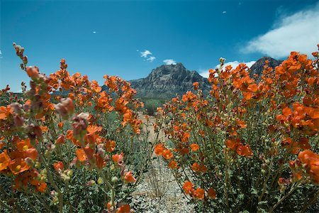 désert de mojave - Paysage de désert, des fleurs au premier plan, la montagne en arrière-plan Photographie de stock - Premium Libres de Droits, Code: 695-03390559