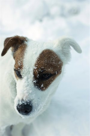 schneeflocke - Jack Russell Terrier stehend im Schnee, Wegsehen Stockbilder - Premium RF Lizenzfrei, Bildnummer: 695-03390562