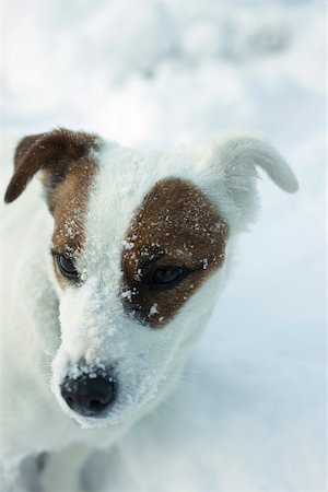 simsearch:696-03398364,k - Jack Russell terrier standing in snow, looking away Foto de stock - Sin royalties Premium, Código: 695-03390562