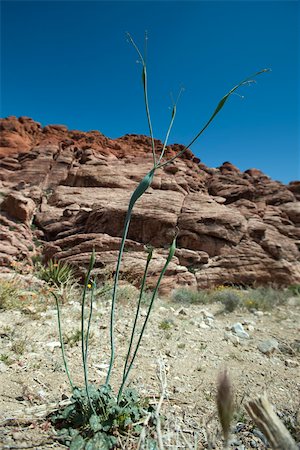 Paysage du désert rocheux, focus sur la plante Photographie de stock - Premium Libres de Droits, Code: 695-03390576