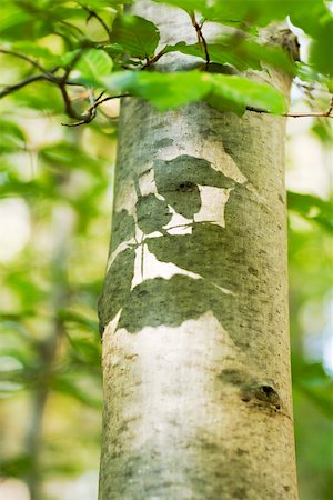 Tree trunk with shadows of leaves on it, close-up Stock Photo - Premium Royalty-Free, Code: 695-03390597