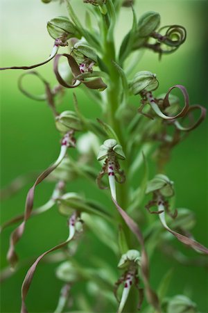 flowers curl - Wild orchid, close-up Stock Photo - Premium Royalty-Free, Code: 695-03390634