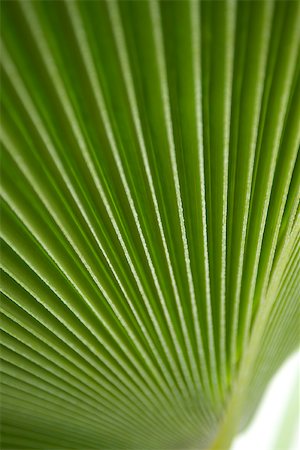 Palm leaf, extreme close-up Stock Photo - Premium Royalty-Free, Code: 695-03390636
