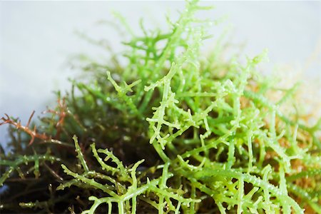 Pile of seaweed Stock Photo - Premium Royalty-Free, Code: 695-03390644