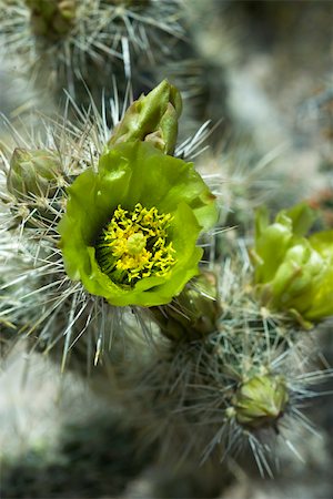 simsearch:633-01273190,k - Flowering Silver Cholla cactus (opuntia echinocarpa), close-up Foto de stock - Sin royalties Premium, Código: 695-03390640