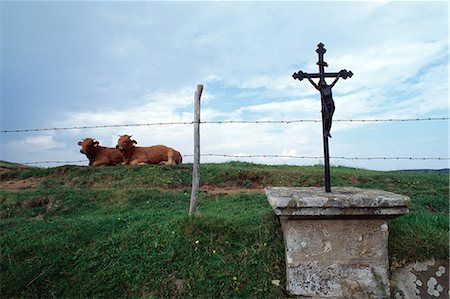 France, Auvergne, cows lying in field and crucifix Stock Photo - Premium Royalty-Free, Code: 696-05780767