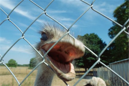 Ostrich behind fence Foto de stock - Sin royalties Premium, Código: 696-05780777