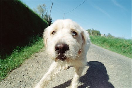 renifler (animal) - Chien Photographie de stock - Premium Libres de Droits, Code: 696-05780794