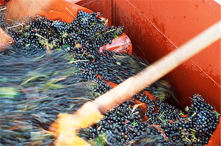 shiraz - Harvested grapes Stock Photo - Premium Royalty-Free, Code: 696-05780845