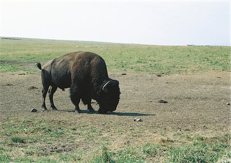 South Dakota, Badlands National Park, buffalo grazing on plain Stock Photo - Premium Royalty-Free, Code: 696-05780902