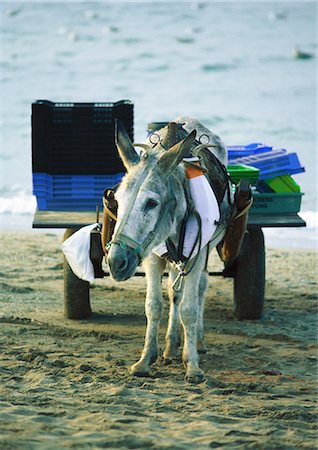 photos of donkeys on the beach - Donkey cart Stock Photo - Premium Royalty-Free, Code: 696-05780920