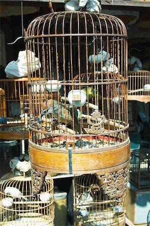 simsearch:696-03394477,k - Birds in birdcages Stock Photo - Premium Royalty-Free, Code: 696-03394449