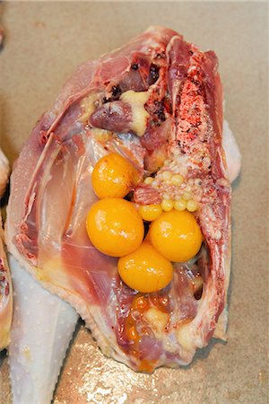 Cross section of hen, showing organs Fotografie stock - Premium Royalty-Free, Codice: 696-03394466