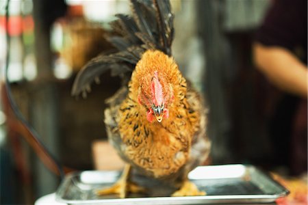Rooster standing on scale in market Stock Photo - Premium Royalty-Free, Code: 696-03394473