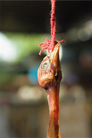 Raw skinned poultry hanging from rope, close-up of head Stock Photo - Premium Royalty-Free, Code: 696-03394499