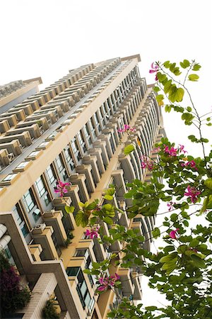 simsearch:696-03394943,k - China, Guangdong Province, Guangzhou, high rise and tree in blossom Stock Photo - Premium Royalty-Free, Code: 696-03394675