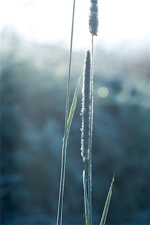 resistente - Frost-covered plant, close-up Stock Photo - Premium Royalty-Free, Code: 696-03394757