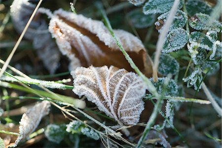 simsearch:633-01573339,k - Frost-covered vegetation and dried leaves on ground Stock Photo - Premium Royalty-Free, Code: 696-03394779