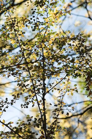 Tree branches, full frame Stock Photo - Premium Royalty-Free, Code: 696-03394772