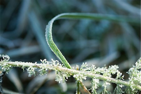 simsearch:633-01573339,k - Frost-covered vegetation, close-up Stock Photo - Premium Royalty-Free, Code: 696-03394780