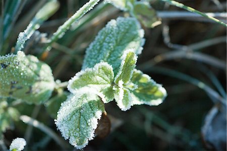 simsearch:633-01573339,k - Frost-covered vegetation, close-up Foto de stock - Royalty Free Premium, Número: 696-03394781