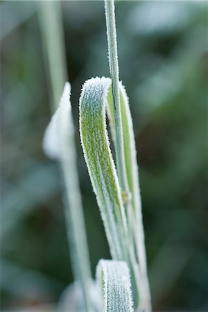 simsearch:633-01573339,k - Frost-covered blade of grass Foto de stock - Royalty Free Premium, Número: 696-03394804