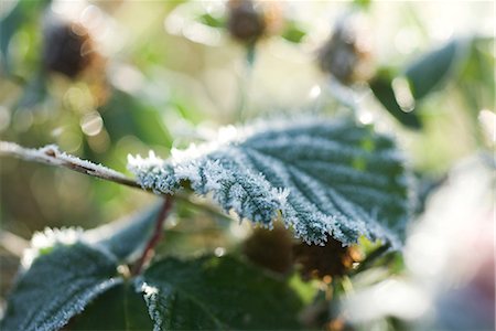 simsearch:633-01573339,k - Frost covered plant, close-up Stock Photo - Premium Royalty-Free, Code: 696-03394816