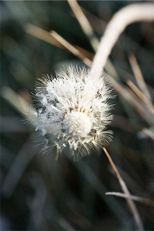 simsearch:633-01573339,k - Frost-covered dandelion seed head Stock Photo - Premium Royalty-Free, Code: 696-03394819