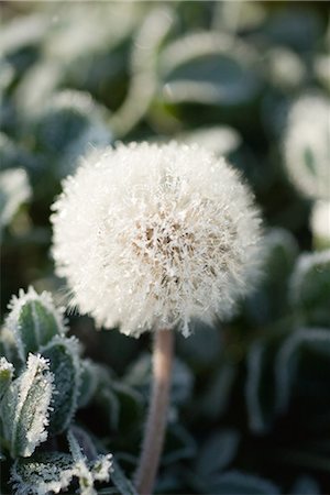 simsearch:700-01993307,k - Frost-covered dandelion seed head Stock Photo - Premium Royalty-Free, Code: 696-03394812