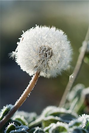 simsearch:633-01573339,k - Frost-covered dandelion seed head Foto de stock - Royalty Free Premium, Número: 696-03394813