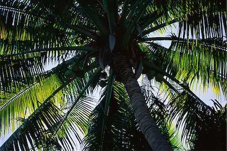 palm tree trunk - Coconut tree, low angle view Stock Photo - Premium Royalty-Free, Code: 696-03394848