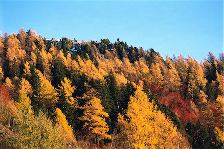 simsearch:696-03395477,k - Forest showing autumn color Stock Photo - Premium Royalty-Free, Code: 696-03394865