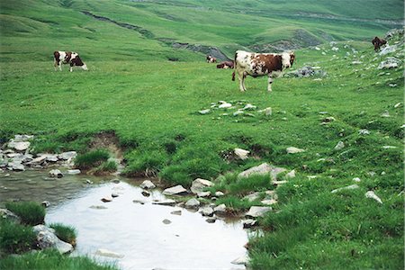 farm water rocks - Cows grazing in field Stock Photo - Premium Royalty-Free, Code: 696-03394979