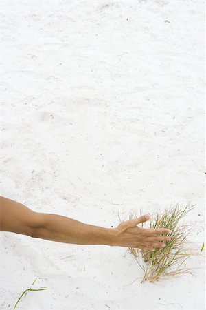 single man in arm of nature - Man touching dune grass, cropped view of arm Stock Photo - Premium Royalty-Free, Code: 696-03394997