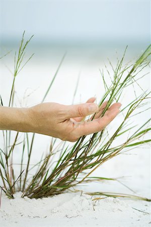 simsearch:633-03444533,k - Hand touching dune grass, close-up Stock Photo - Premium Royalty-Free, Code: 696-03395209