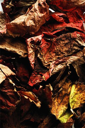 Dried autumn leaves, close-up, full frame Stock Photo - Premium Royalty-Free, Code: 696-03395383