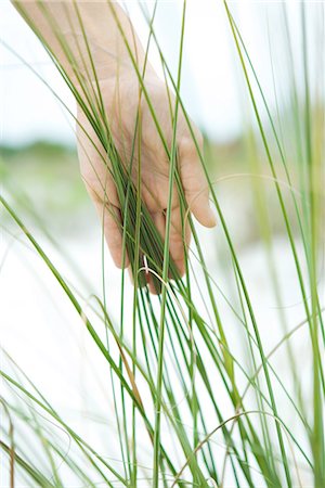 Hand touching dune grass, close-up Foto de stock - Sin royalties Premium, Código: 696-03395439