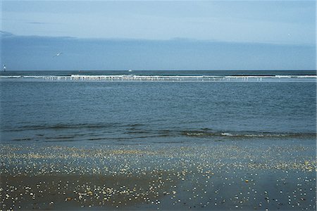 simsearch:633-03444914,k - Beach with scattered seashells, gulls in background Stock Photo - Premium Royalty-Free, Code: 696-03395486