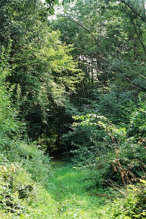 forest path panorama - Path in woods Stock Photo - Premium Royalty-Free, Code: 696-03395489